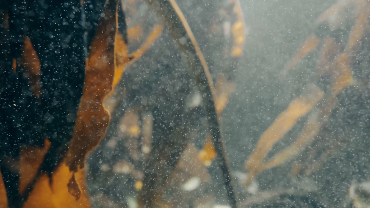 Video Fallback Image